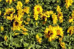 Fastenwandern Sonnenblumen Herbstfasten