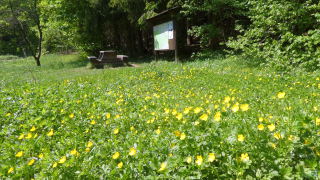 Fasten wandern im Harz in Wernigerode